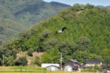 Hyogo Park of the Oriental White Stork