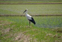 Stork in rice field