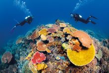 Diving over coral on the Great Barrier Reef.