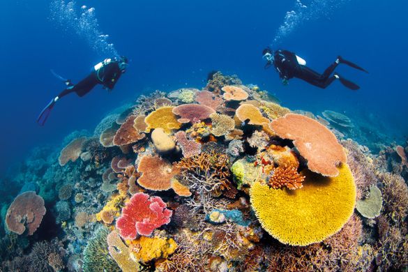 Diving over coral on the Great Barrier Reef.