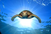 The Great Barrier Reef is home to six of the world's seven species of turtles.
