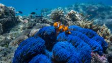 Blue Carpet Anemone & Clownfish