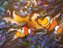 Clownfish amongst colourful anemone