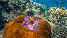 Clownfish at the Frankland Islands