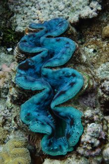 Giant Clam