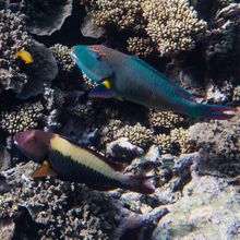 Male and Female Bicolour Parrotfish