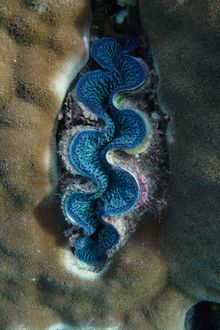 Giant Clam
