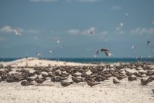 Brown Booby seabirds on Michaelmas Cay
