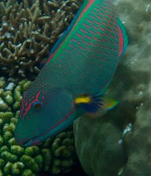 Male Cetoscarus ocellatus - Bicolour parrotfish