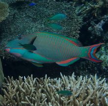 Male Bicolour Parrotfish