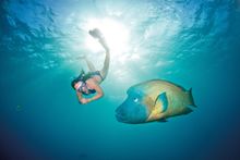 Maori Wrasse