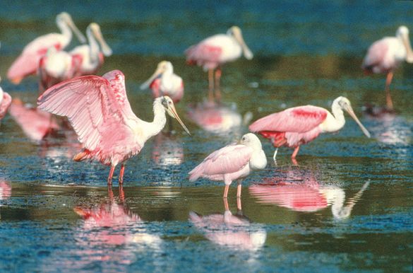 Experience nature at The Beaches of Fort Myers & Sanibel