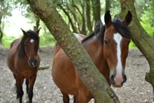 New Forest Ponies