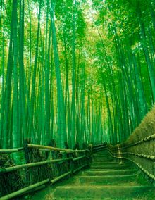 Gardens of Japan