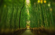 Gardens of Japan