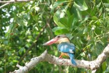 Birds & Wildlife of Sri Lanka