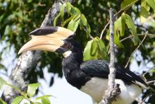 Birds & Wildlife of Sri Lanka