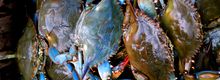 Blue Crabs