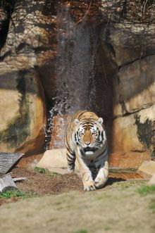 Mike the Tiger at LSU