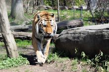 BronxZoo_JenDavis_8845