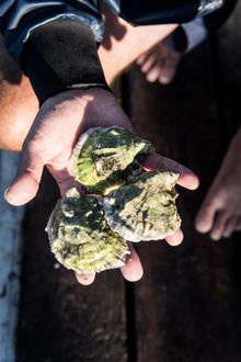 Fresh from the sea Maine oysters.