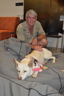 Fraser Coast wildlife Sanctuary curator Ray Revill with Spirit who made herself at home on a beanbag during a visit to the Fraser Coast Discovery Sphere in Hervey Bay.