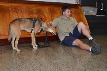 Fraser Coast wildlife Sanctuary volunteer Mick Whiteway with K'gari dingo Wondai.