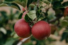 Lyster Orchard growing the next season of BRAVO™ apple_photography credit Sophie Brockmann