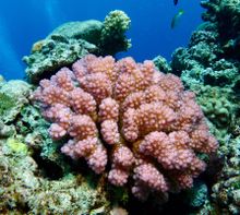 Pocillopora or Cauliflower Coral regenerating at The Cod Hole.
