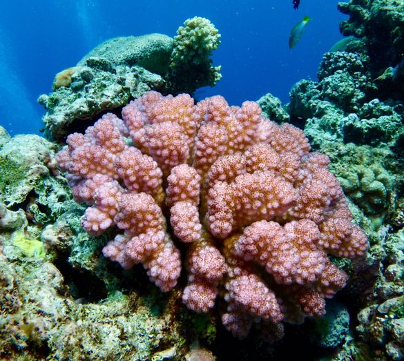 Pocillopora or Cauliflower Coral regenerating at The Cod Hole.