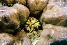 A young Acropora colony has found space to start growing in the crevice of a Boulder Coral.