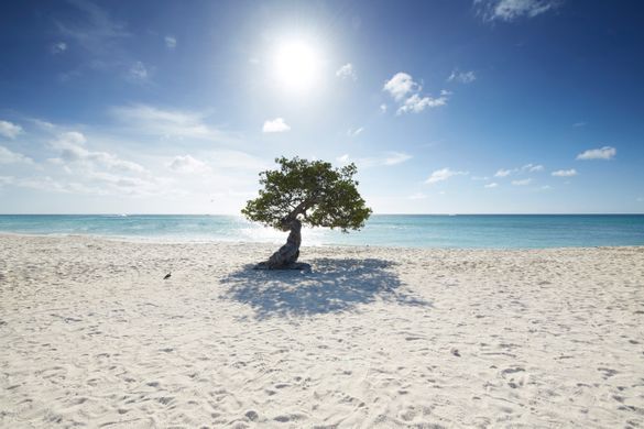 Aruba Aruba