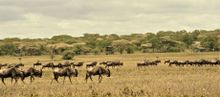 Bush Rover Serengeti
