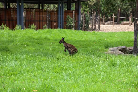 Kangaroo Country, Healesville Sanctuary 