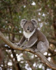 Koala