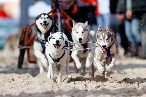 Schlittenhundegespann