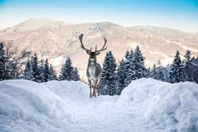 Winterhirsch