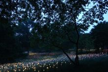 Field of Light