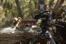 A mischievous red squirrel at the Rothiemurcus Estate in Aviemore