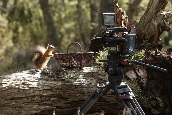 A mischievous red squirrel at the Rothiemurcus Estate in Aviemore