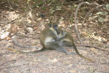 Red Vervet Monkeys