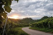 Weinberge