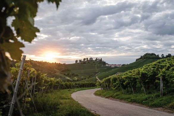 Weinberge