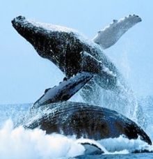 Whales