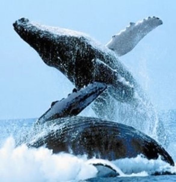 Whales