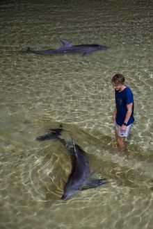 Feeding the wild dolphins is always an essential activity when staying at Tangalooma Resort on Queensland's Moreton Island.