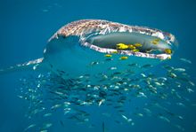 Swimming with whale sharks, Ningaloo Reef