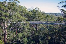 Valley of the Giants Treetop Walk near Walpole