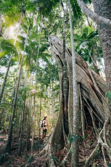 Ancient Fig Rainforest