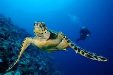Learn To Dive On A Luxury Cruise With Carpe Diem Maldives